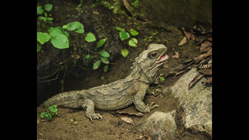 Tuatara 