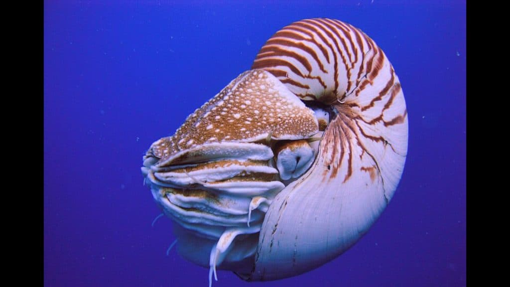 Nautilus