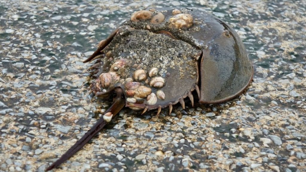 Caranguejo-ferradura