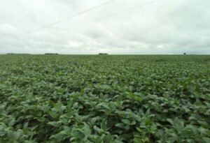 Como São Desidério, município do oeste da Bahia, virou um dos principais polos agro do Brasil