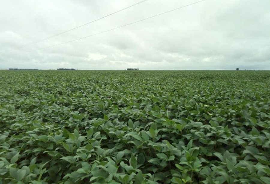 Como São Desidério, município do oeste da Bahia, virou um dos principais polos agro do Brasil