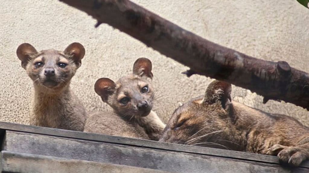 Filhotes de fossa em cativeiro