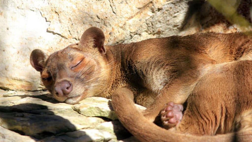 Fossa dormindo