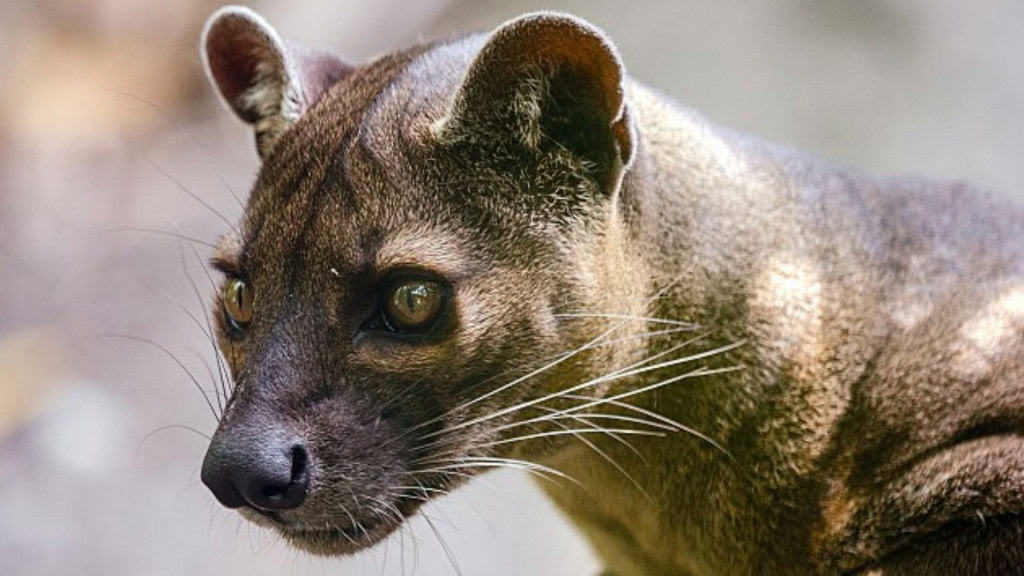 Fossa