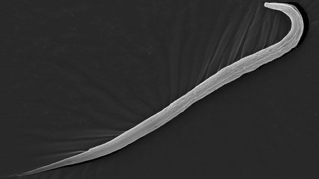 Halicephalobus mephisto