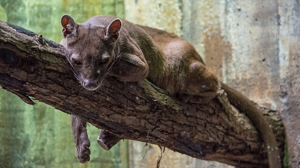 Fossa deitada em tronco no Zoológico de Cleveland