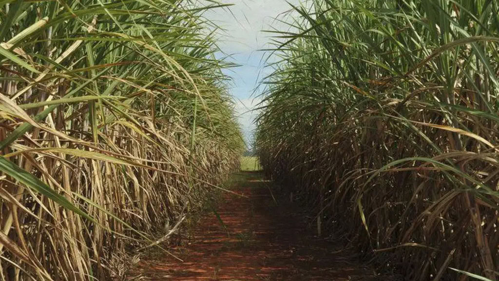 Plantação de cana-de-açúcar