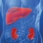 Hiperoxalúria Primária Tipo 1 (HP1): o que é a doença ultrarrara que afeta rins e fígado