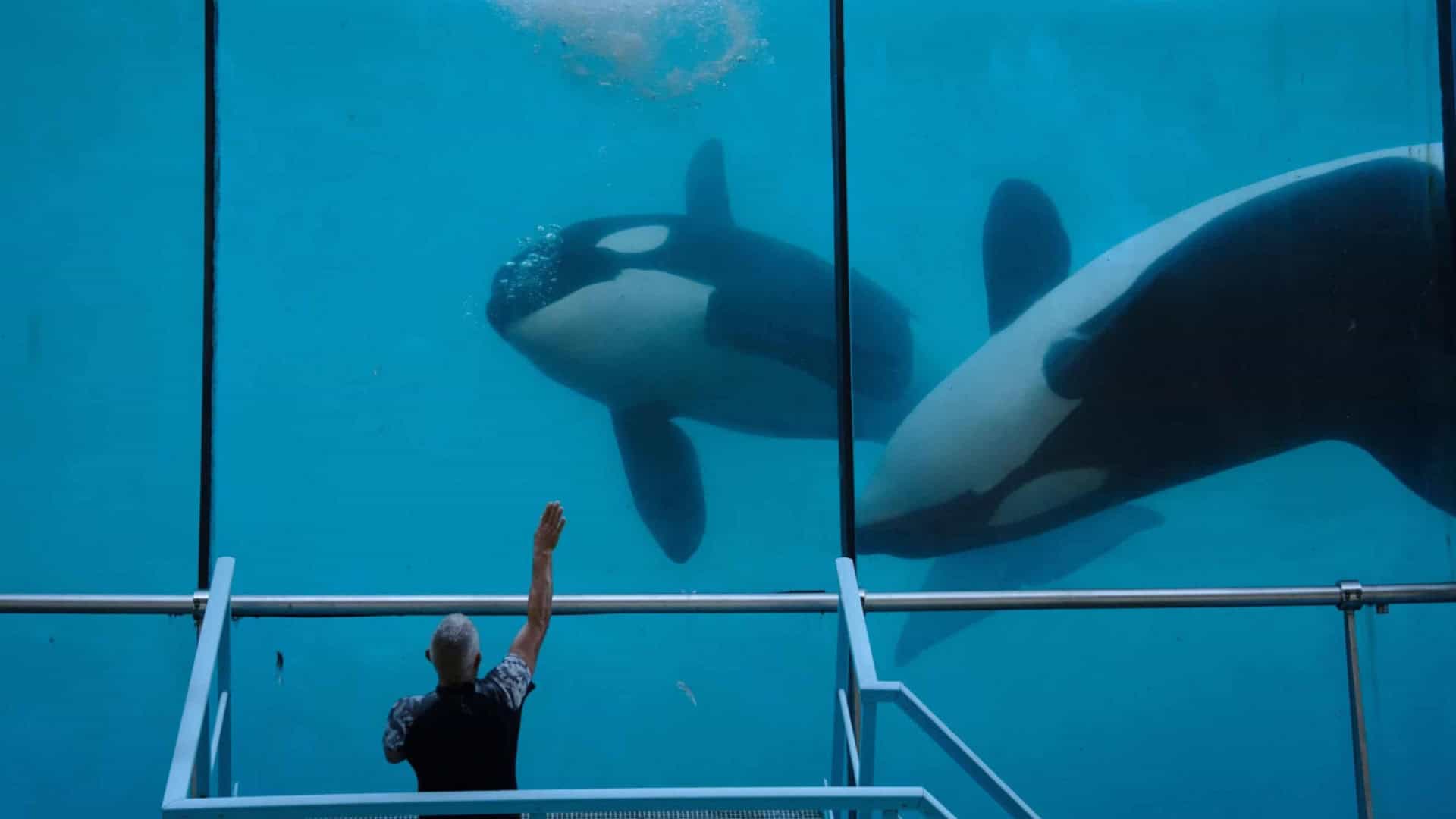 Orcas