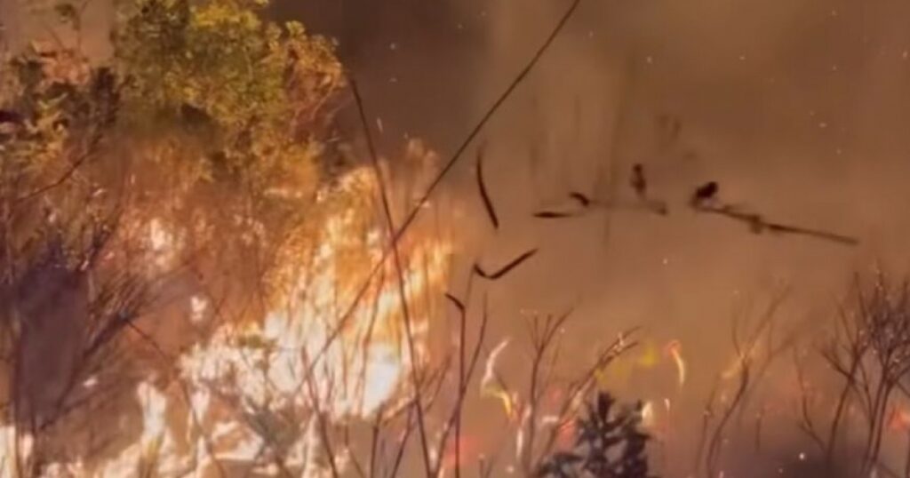 VÍDEO: Incêndio de grandes proporções atinge região de Mucugê, na Chapada Diamantina