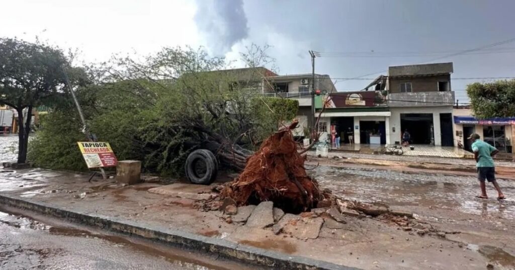 Chuva com vento forte derruba árvore no Oeste baiano