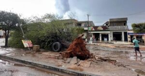 Chuva com vento forte derruba árvore no Oeste baiano