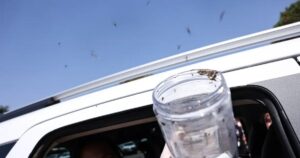 Ministério da Saúde libera mosquitos estéreis para frear reprodução do Aedes aegypti; tecnologia será implantada em cidades baianas