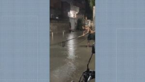 Jacaré em Caxias: Moradores tentam capturar animal