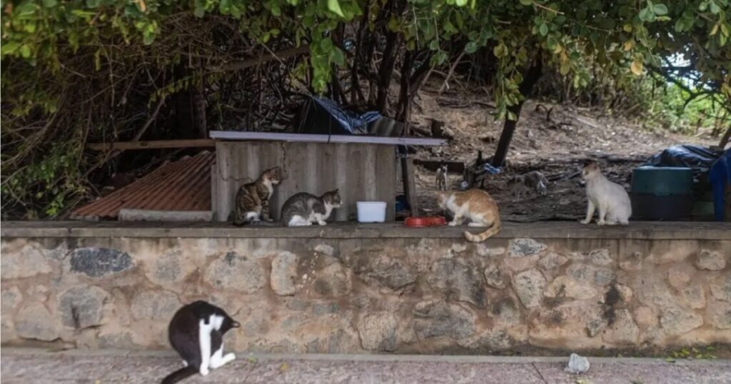 MP-BA recomenda à prefeitura de Salvador abrigar gatos em situação de risco em Paripe