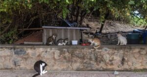 MP-BA recomenda à prefeitura de Salvador abrigar gatos em situação de risco em Paripe