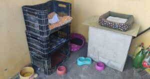 Moradores denunciam maus tratos em condomínio de Feira de Santana após gatos serem encontrados mutilados e mortos