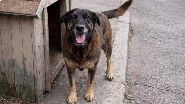 Morte do cão Orelha: Adolescentes suspeitos voltam dos EUA e polícia apreende celulares