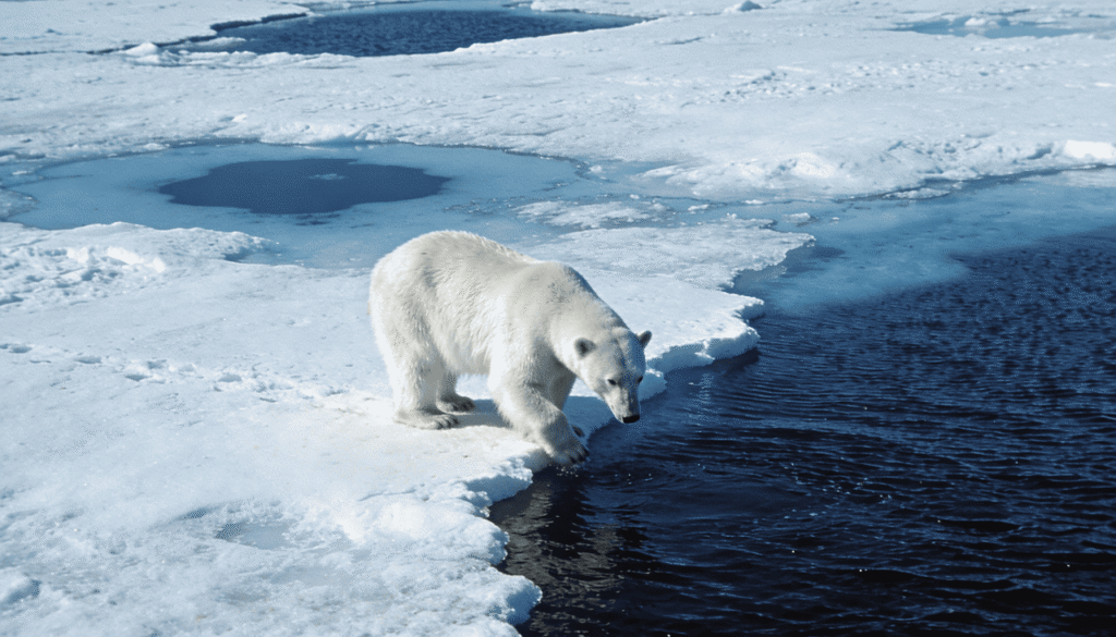 O Ártico entra em uma “nova era” de extremos climáticos sem precedentes, alertam cientistas