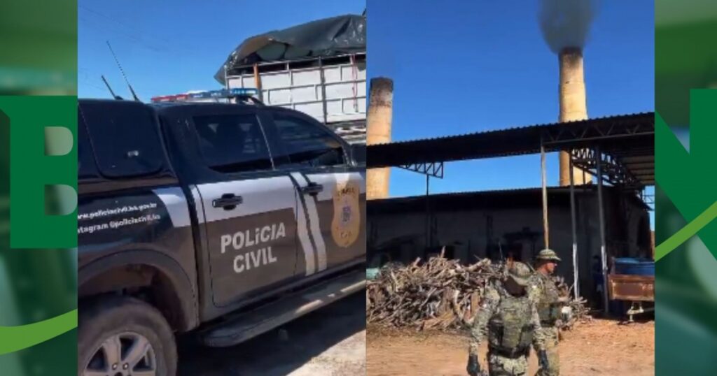 Polícia Civil incinera 4,5 toneladas de maconha em operação em Xique-Xique