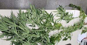 Policiais apreendem pé de maconha em praça pública de Caetité