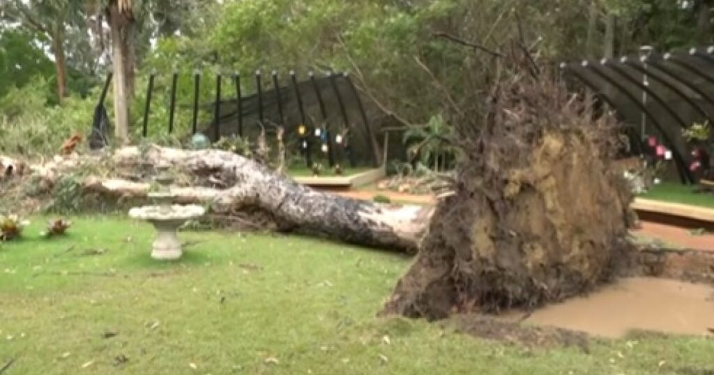 Chuva forte derruba árvore, causa apagão de energia e alaga ruas em Vitória da Conquista