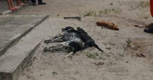 Ataque de abelhas deixa 4 cães mortos e pessoas feridas no sul do estado