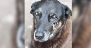 Forças-tarefa concluem diligências sobre morte de cachorro Orelha no litoral de Santa Catarina