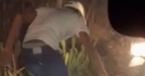 Homem que matou tamanduá em rodovia no Extremo Sul baiano é identificado e indiciado