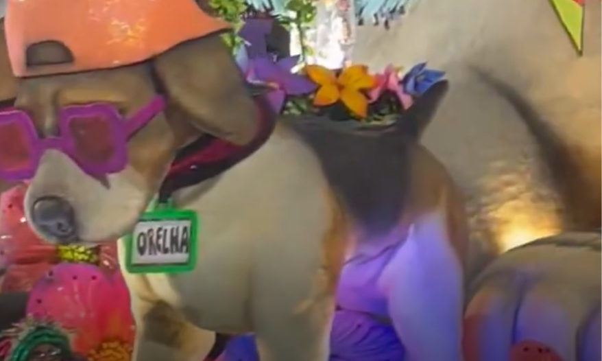 Mocidade de Padre Miguel homenageia cão Orelha em desfile do Carnaval do Rio