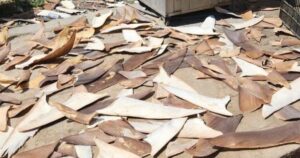 Polícia Federal encontra mais de uma tonelada de barbatanas de tubarão no interior baiano; saiba detalhes