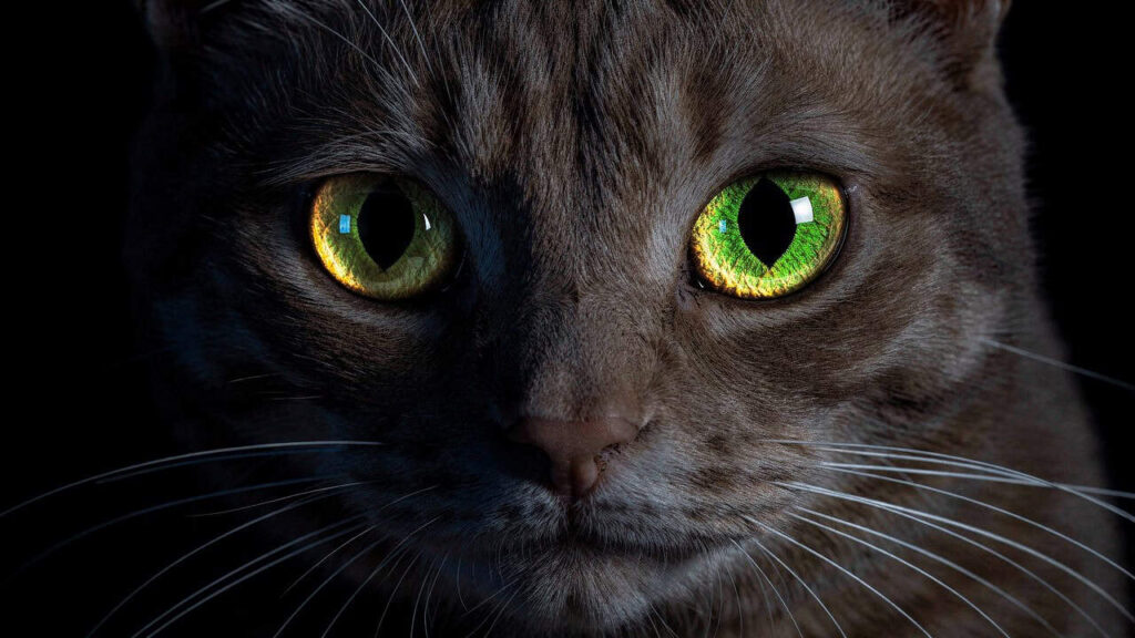 O espelho escondido nos olhos dos gatos que faz eles brilharem no escuro e enxergarem melhor