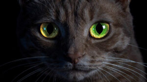 O espelho escondido nos olhos dos gatos que faz eles brilharem no escuro e enxergarem melhor