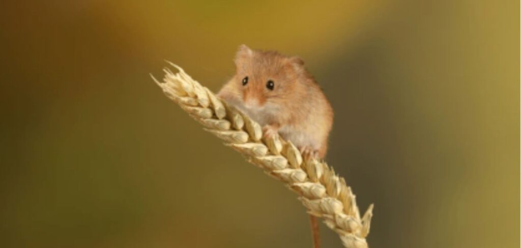 Camundongo pode revelar segredo sobre o envelhecimento saudável