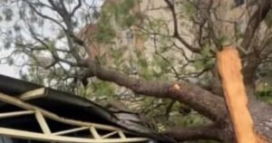 Árvore cai sobre veículos durante fortes chuvas na cidade de Vitória da Conquista