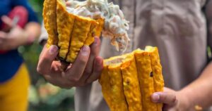 Associação Nacional dos Produtores de Cacau se posiciona sobre mudança nas taxas de insumos e pede suspensão de importações