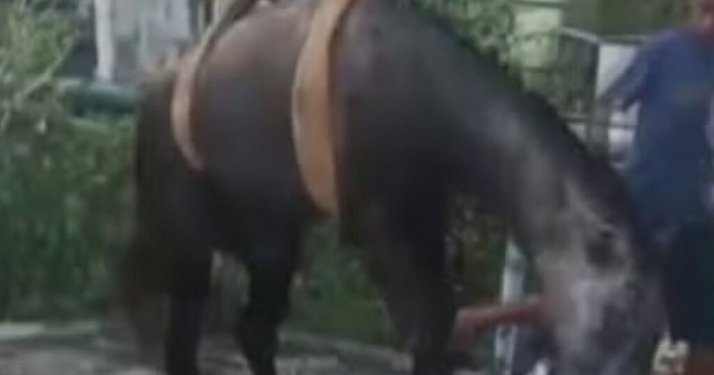 Cavalo é resgatado após cair em poço de estação de esgoto desativada na Bahia