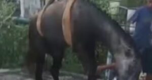 Cavalo é resgatado após cair em poço de estação de esgoto desativada na Bahia