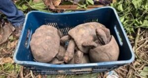 Cerca de 100 jabutis são resgatados em casa abandonada no interior baiano