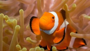 Na natureza, esse peixe troca de sexo quando precisa e o motivo chama atenção