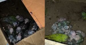 Operação Extinção Zero: Além de Salvador, PF cumpre 15 mandados em 6 cidades da Bahia; 2 suspeitos estão foragidos