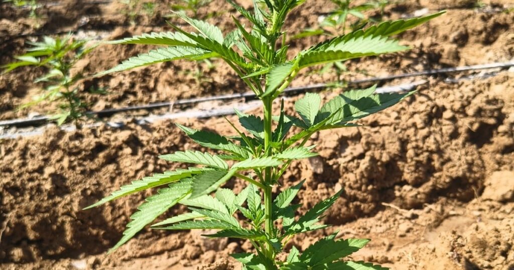 PM apreende mais de 170 mil pés de maconha no norte da Bahia