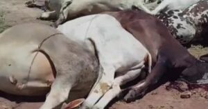 Queda de rede elétrica após chuvas provoca morte de mais de dez bovinos na zona rural de Iaçu