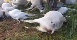 Raio causa morte de 16 cabeças de gado durante chuvas em Piripá