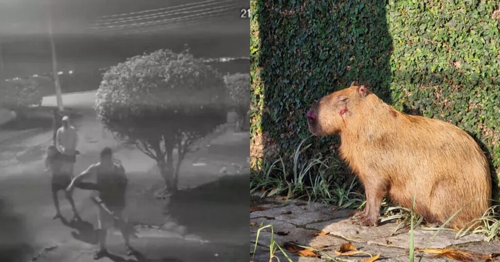 Seis homens são presos após agredirem capivara no Rio de Janeiro