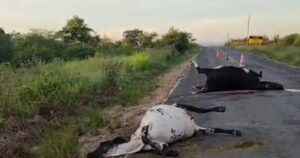 Vacas são encontradas mortas em Jacobina