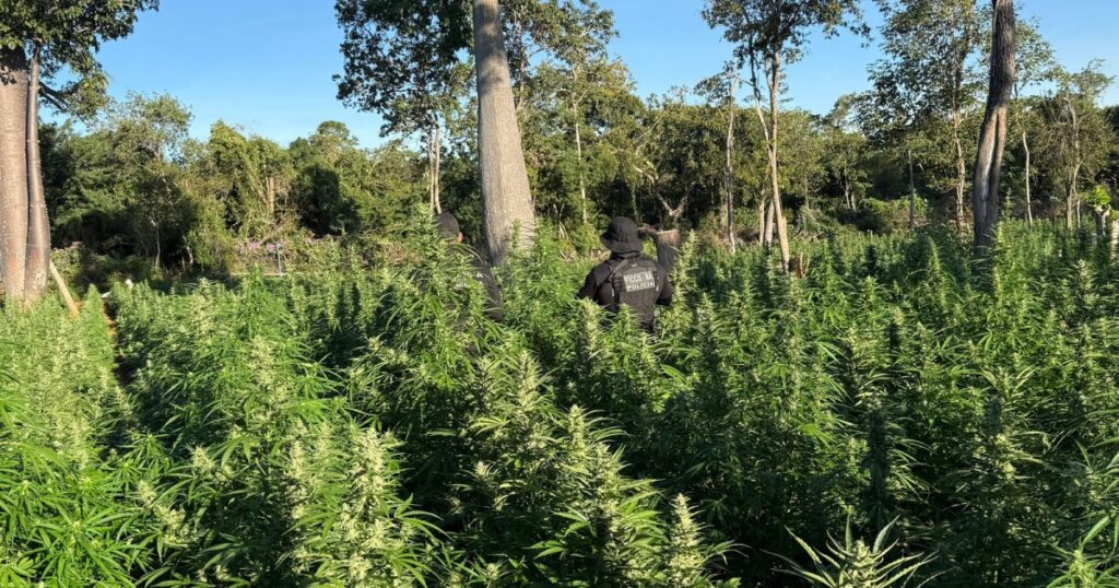 Operação policial encontra 50 mil pés de maconha no Oeste da Bahia
