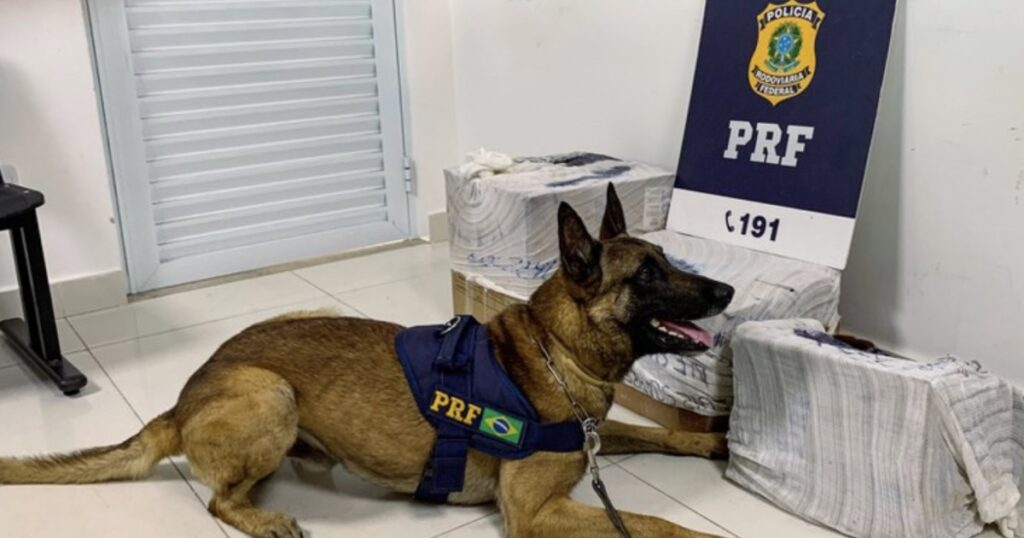 Cão farejador encontra arma, munições e drogas na BR-116 em Vitória da Conquista