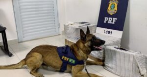 Cão farejador encontra arma, munições e drogas na BR-116 em Vitória da Conquista