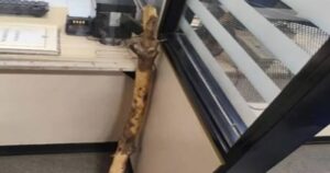 Homem é preso em Palmas de Monte Alto após ameaçar ex-companheira e morder cunhada